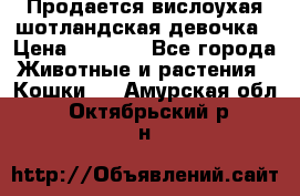 Продается вислоухая шотландская девочка › Цена ­ 8 500 - Все города Животные и растения » Кошки   . Амурская обл.,Октябрьский р-н